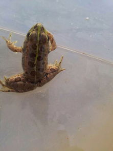 老驥伏櫪，志在千里——藍色力獅旅行版塔城游記